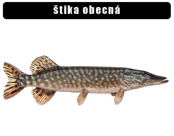 Štika obecná