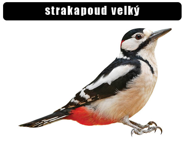 Strakapoud velký