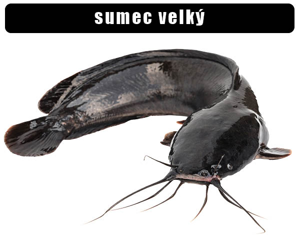 Sumec velký