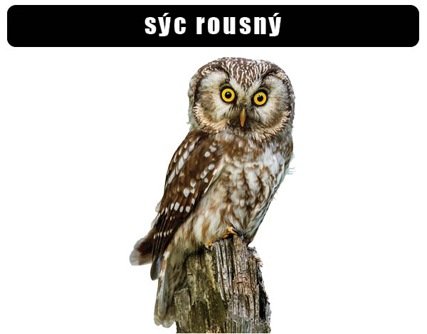 syc rousny