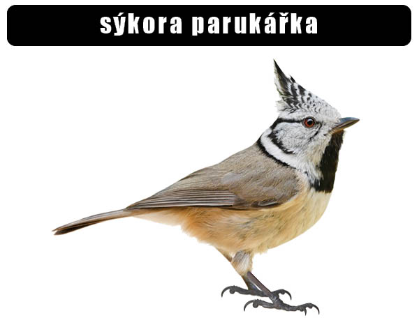 Sýkora parukářka