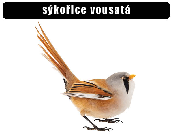 Sýkořice vousatá