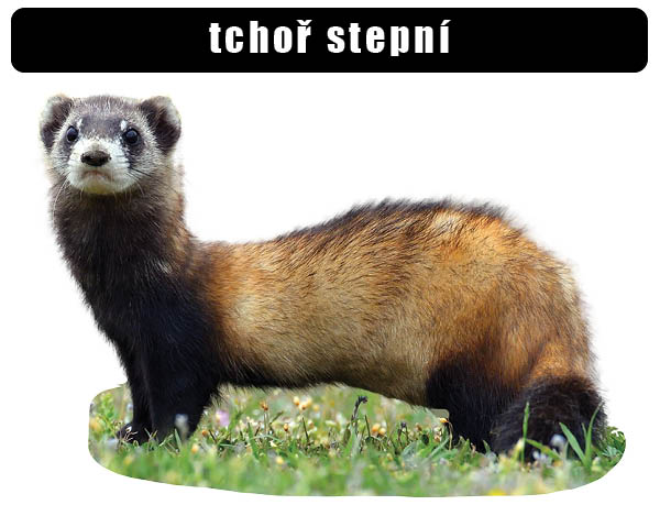 Tchoř stepní