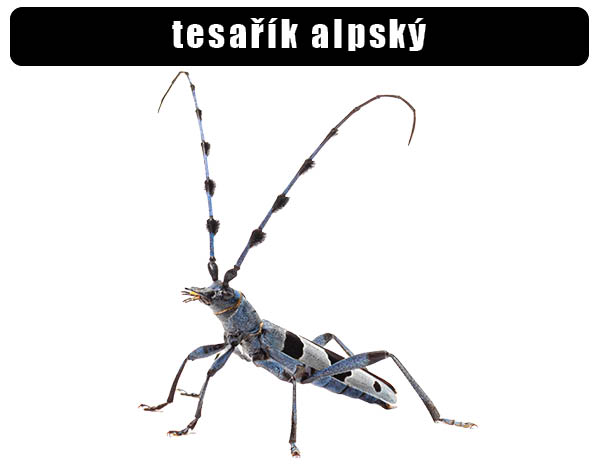 Tesařík alpský