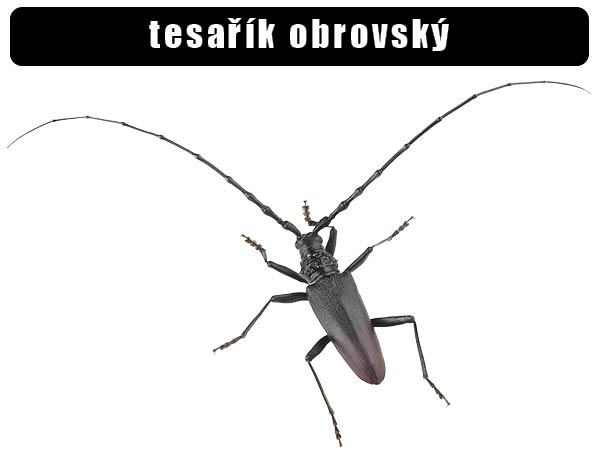 Tesařík obrovský