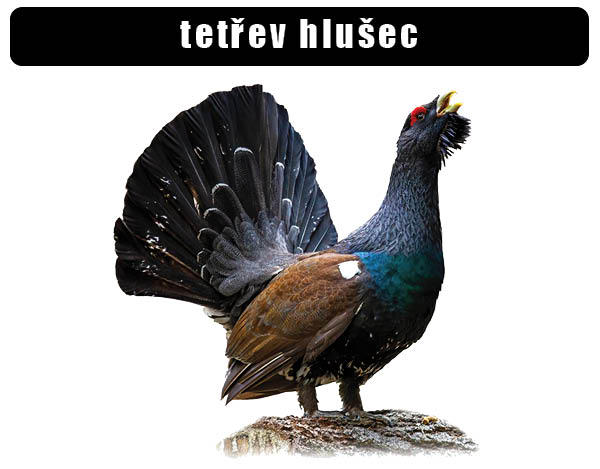 Tetřev hlušec