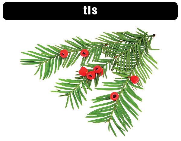 Tis červený