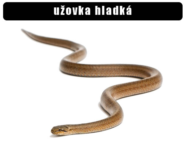 Užovka hladká