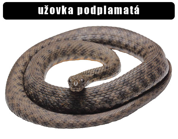 Užovka podplamatá