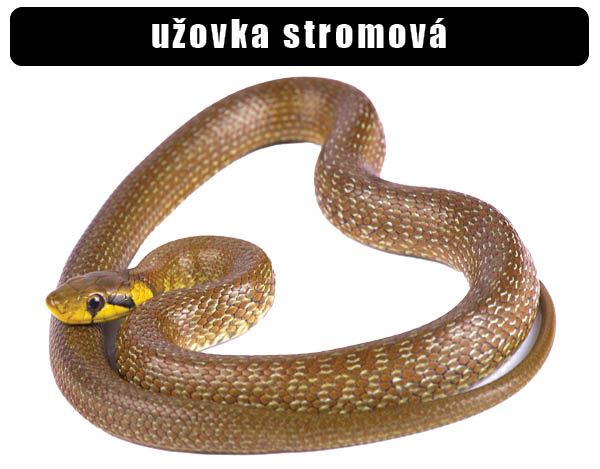 Užovka stromová