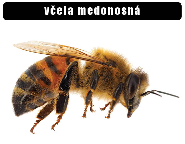 Včela medonosná