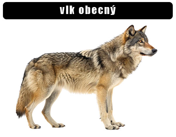 Vlk obecný