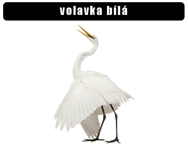 Volavka bílá