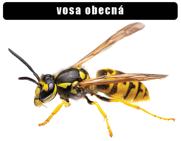 Vosa obecná
