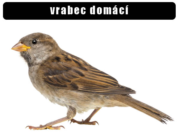 Vrabec domácí