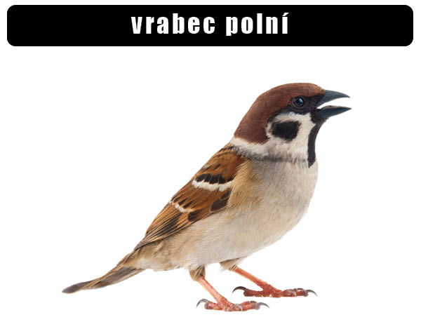 Vrabec polní