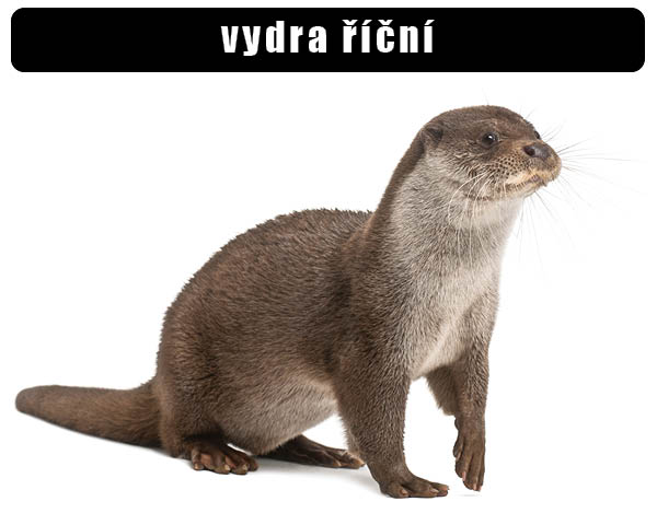 Vydra říční