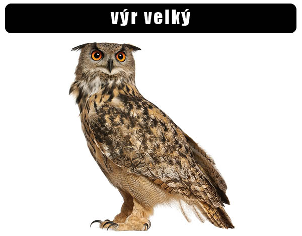vyr velky