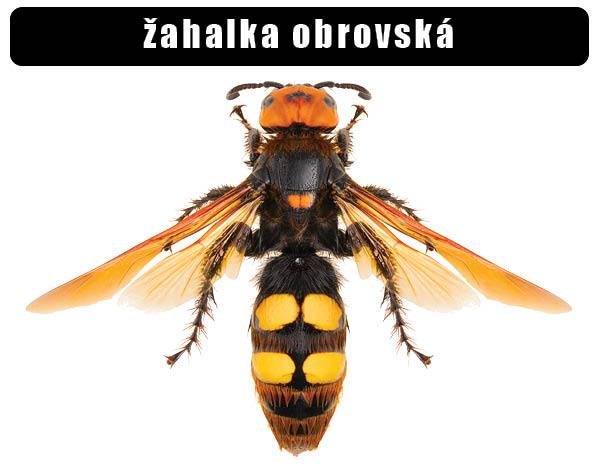 Žahalka obrovská