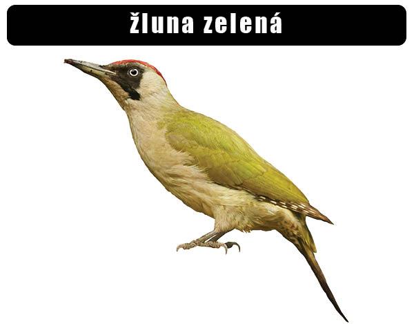 Žluna zelená