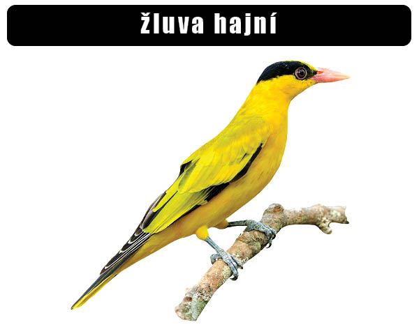 Žluva hajní