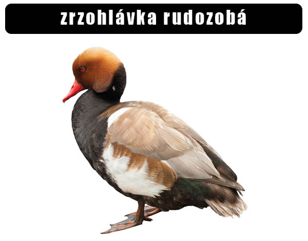 Zrzohlávka rudozobá