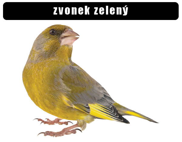 Zvonek zelený