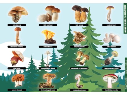 P 09 Houby jedlé a jedovaté