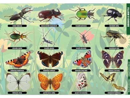 P 10 Brouci a motýli
