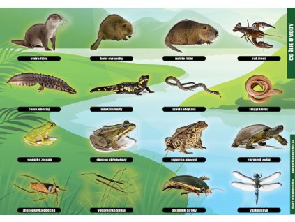 P 03 Co žije u vody