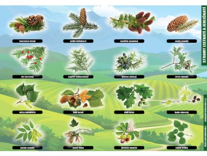 P 08 Stromy listnaté a jehličnaté