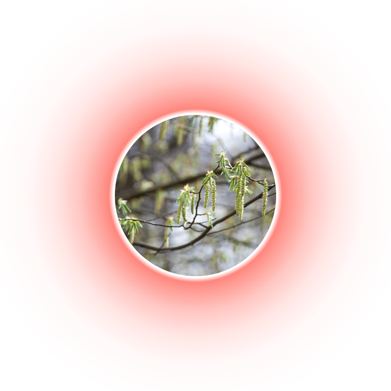 ALERGICKÁ RÝMA - pyly v plné polní