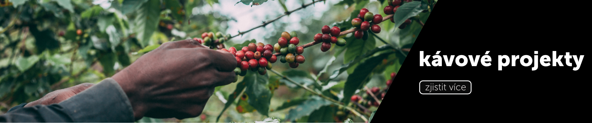 mamacoffee kávové projekty Uganda