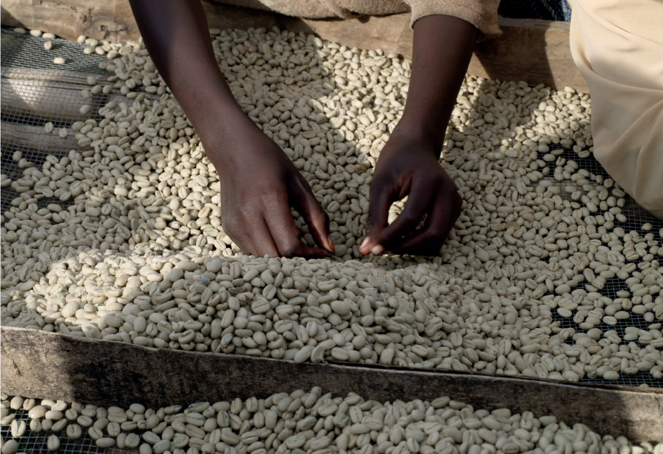 coffee beans - ethiopia, mamacoffee