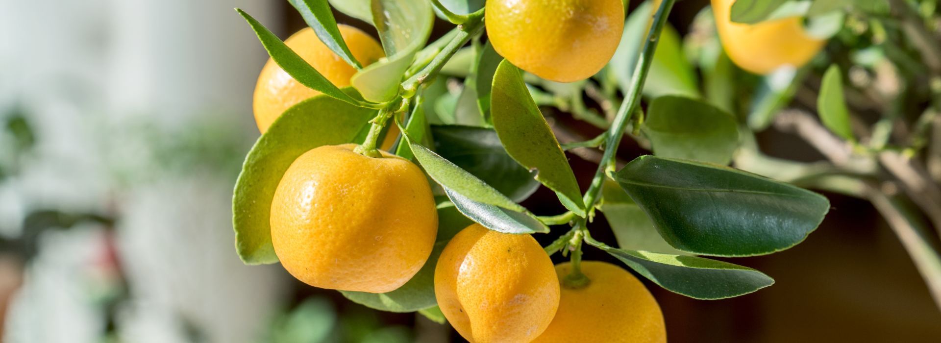 Citronovníky