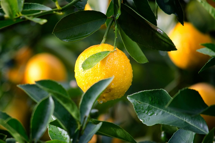 Citrusy