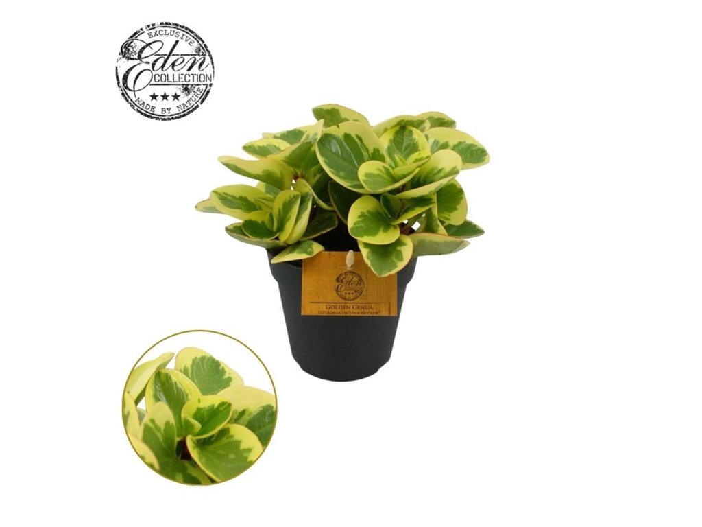 Peperomia obt. 'Obtipan Bicolor'