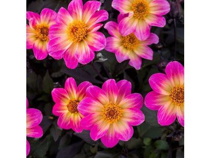 Dahlia