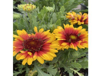Gaillardia