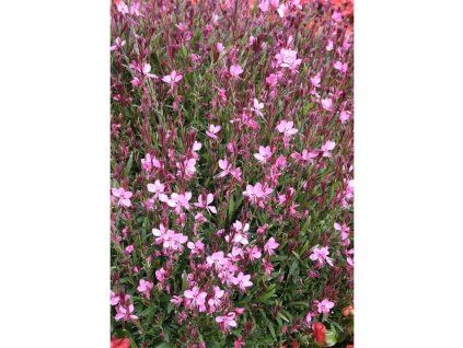 gaura pink