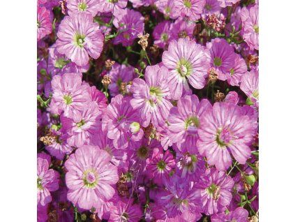 Gypsophila