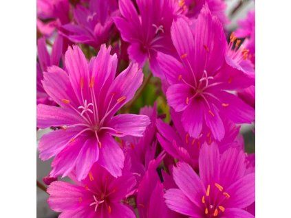 Lewisia