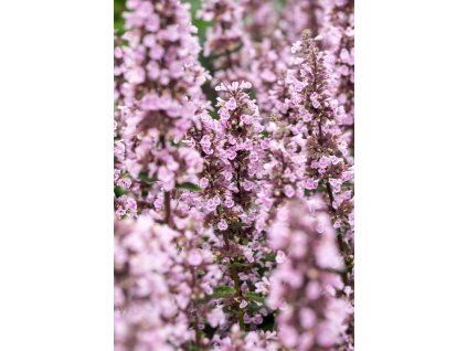nepeta wild orchid