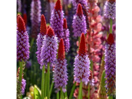 Primula Vialii