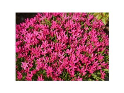 rhodoxis fairy tale