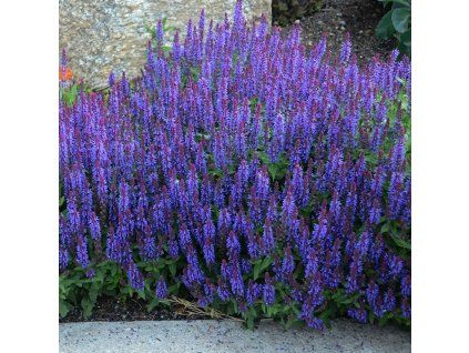 salvia nemorosa