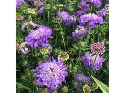 scabiosa