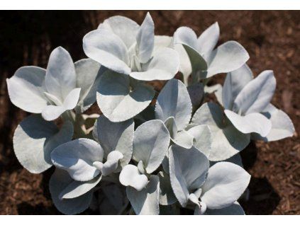 Senecio angel