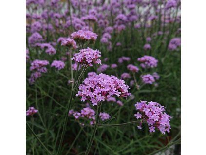 Verbena1