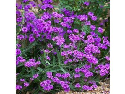 verbena venosa1